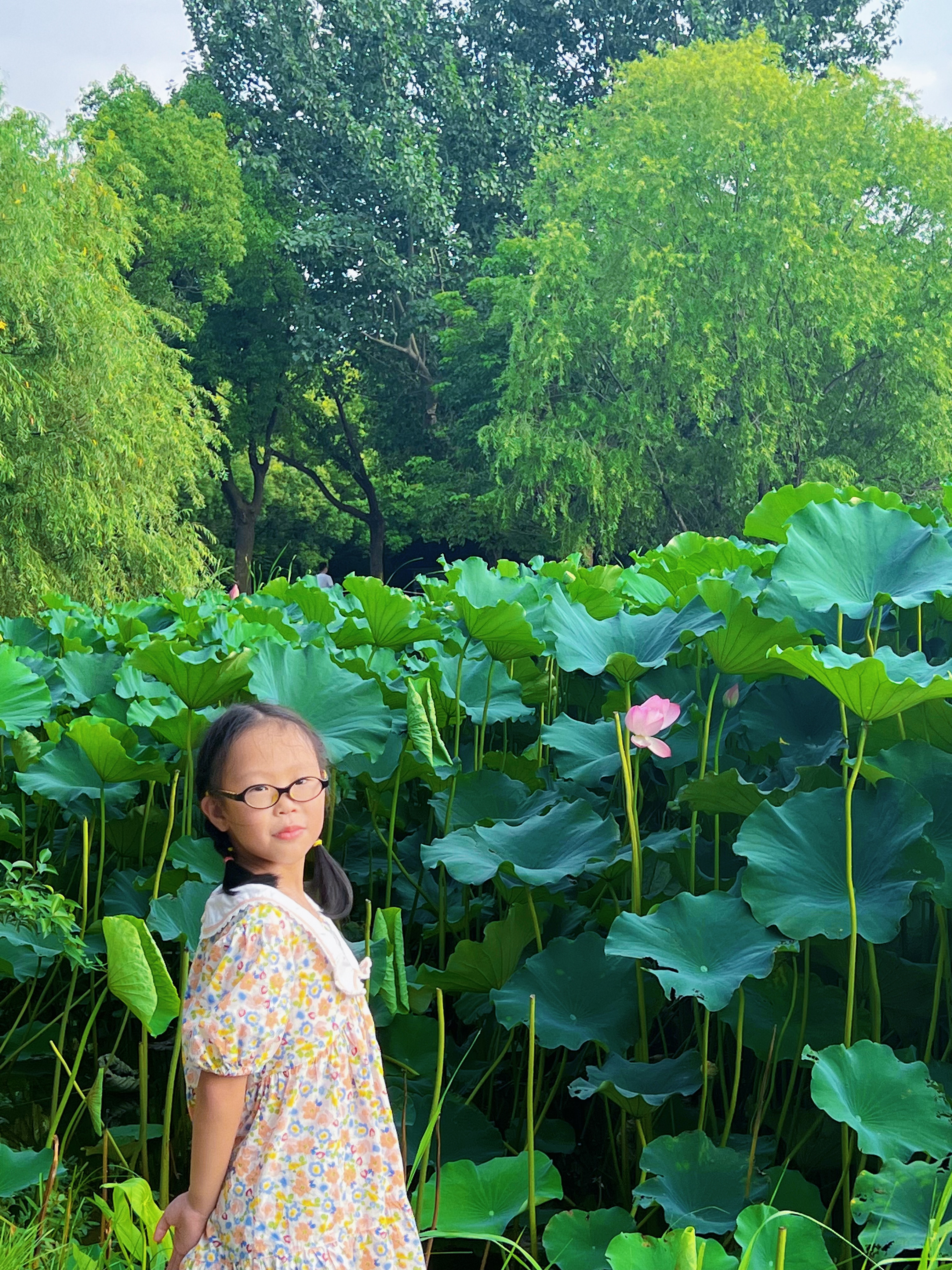 莲